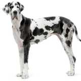 Cani che sono poco richiesti: Alano