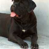 Un Cane corso, razza tipica pugliese
