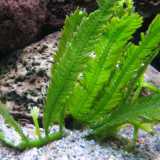 Caulerpa taxifolia
