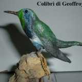 Un esemplare di Colibr� di Geoffroy imbalsamato