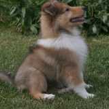 Cani che vanno di moda: Collie