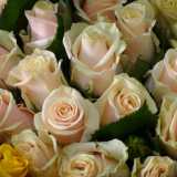 Le rose pallide: secondo il produttore Gregorio Paduanelli i loro colori sono spesso dettati dalla moda 