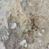 Fossili sulla scogliera di cala Scizzo