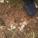 L'immagine dell'impronta di cinghiale rinvenuta a Lama Balice, nei pressi del quartiere San Paolo