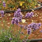 Una "cavolaia" sul fiore di lavanda