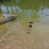 L'acqua in cui nuotano pesci e tartarughe