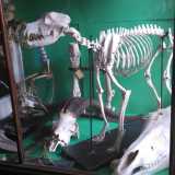 Museo De Romita: una bacheca contenente alcuni reperti ossei