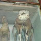 Museo De Romita: la capretta domestica con due musi e quattro occhi