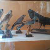 Museo De Romita: alcune specie di uccelli imbalsamati