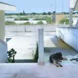 Due cani, unici abitanti della zona e padroni incontrastati di questo ampio spazio inutilizzato