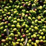 La variet� di oliva coratina, tipica del nord ovest della provincia di Bari, � diffusa principalmente nell'agro di Corato, Andria, Barletta, Bisceglie, Ruvo di Puglia, Sannicandro di Bari e Bitonto 