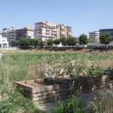 Alcune piante coltivate
