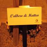 Targa commemorativa posta alla base dell'albero di Matteo