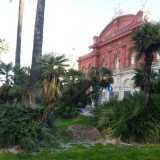 I fusti contorti delle palme nane che adornano i due giardinetti proprio di fronte al teatro Petruzzelli