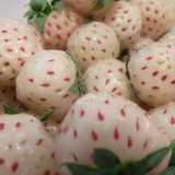 Il pineberry, ibrido tra ananas e fragola