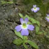 Un primo piano della Pinguicula hirtiflora: prima dell'alluvione colorava un dirupo di Rossano Calabro in localit� Celadi