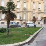 Due alberi in difficolt� in un'aiuola del Policlinico