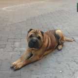 Lo shar pei in posa per uno scatto