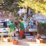 I Ficus vengono scaricati
