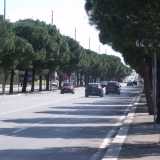 Via Caldarola, 8 corsie e i suoi pini