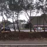 gli alberi che restano oggi
