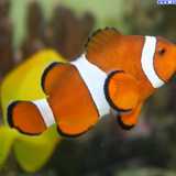 Un pesce pagliaccio. Questo animale non viene venduto ma � stato molto richiesto quando usc� nei cinema il film Alla ricerca di Nemo