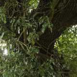 Siamo circondati da alberi di caducifoglie e da querce