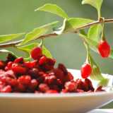 Bacche di Goji