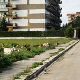 Il quartiere � ancora pieno di campi incolti, su cui a volte vanno a pascolare pecore e capre