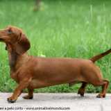 Cani che vanno di moda: Bassotto