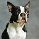 Cani che sono poco richiesti: Boston Terrier