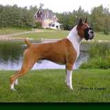 Cani che vanno di moda: Boxer