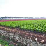 Un enorme campo di lattuga verdissima, coltivata su un appezzamento un po� sopraelevato rispetto alla strada grazie a una sorta di muretto a secco
