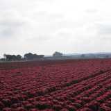 Pi� avanti, verso sud, il verde lascia il posto all�intenso rosso carminio della lollo rossa