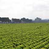 Il verde ritorna preponderante nei pressi della masseria che si staglia sullo sfondo