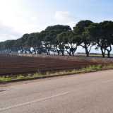 La masseria � un�altra �sorpresa� della zona, non tanto per l�edificio in s� quanto per la lunghissima serie di pini che costeggia tutto il viale d�ingresso delimitato da un alto muretto a secco