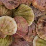 La canestrella (pettine), mollusco bivalve con un guscio colorato di giallo e rosa