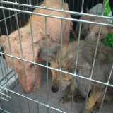 Cani malati e ridotti alla fame