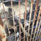 Cani malati e ridotti alla fame