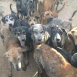 Cani malati e ridotti alla fame