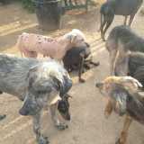 Cani malati e ridotti alla fame
