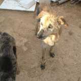 Cani malati e ridotti alla fame