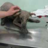 Cani malati e ridotti alla fame