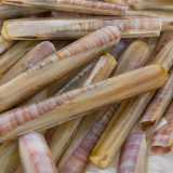 Il canolicchio � un mollusco bivalve racchiuso in due valve tubolari lunghe 15 centimetri e larghe 2 
