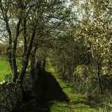 Siamo circondati da alberi di caducifoglie e da querce: 