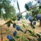 La cellina di Nard�, tipica dell'olivicoltura del Salento. Nel sud della Puglia per� gli alberi d'olivo sono mediamente pi� alti che nel resto della regione: ci� rende problematica la raccolta delle olive direttamente dall'albero, necessaria per l'ottenimento dell'olio extravergine