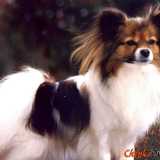 Cani poco richiesti dal mercato: Papillon