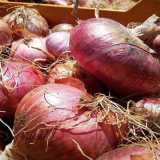 La cipolla di Acquaviva si riconosce dal colore (tra il rosso carminio e il violaceo), dal sapore (� la pi� dolce tra le �rosse�, pur mantenendo un gusto forte e intenso) e dalla particolare forma (appiattita, come se fosse un grande disco)