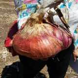 Anche il peso � notevole, attestandosi mediamente sui 500 grammi, ma alcuni �esemplari� possono raggiungere addirittura i due chili. Proprio come la gigantesca cipolla che ci viene mostrata e che con fatica riusciamo a mantenere con una mano