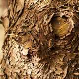 Un dettaglio della corteccia di una quercia 